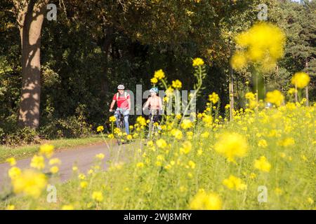 Radfahrer, Radtour im Naturschutzgebiet Dingdener Heide, Heide und an-Moorligen Landschaften, nördlich des Ortes Dingden, gehört zu Hamminkeln, Kulturlandschaft, NRW, Naturpark Hohe Mark Westmünsterland, Naturschutzgebiet Dingdener Heide parco naturale Hohe Mark Westmünsterland, riserva naturale di Dingdener Heide Foto Stock