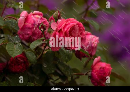 Striature di spruzzi d'acqua e gocce liquide portano rinfresco vitale alle rose da giardino fiorite in un incantevole ambiente da giardino, fotografia orizzontale Foto Stock