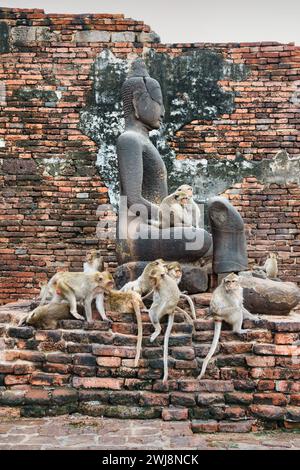 Macachi che mangiano granchio al Phra Prang Sam Yot a Lopburi, Thailandia. Foto Stock