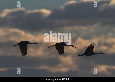 Sottili sagome di tre gru Sandhill all'alba in volo attraverso le nuvole sullo sfondo bokeh alla Bernardo Wildlife area nella contea di Socorro, New me Foto Stock