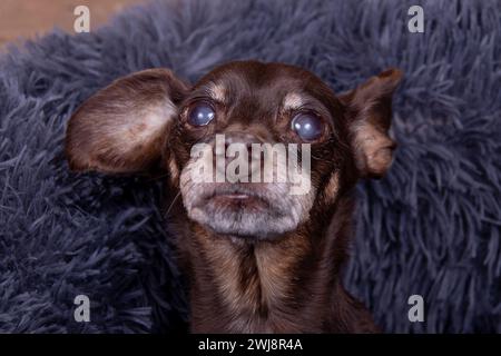 Vecchio maschio pinscher nero senior con occhi ciechi cataratta Foto Stock