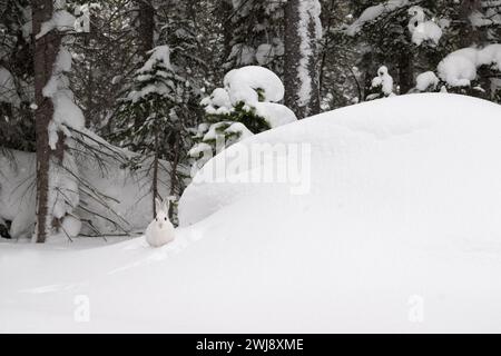 Rocky Mountain Snowshoe Hare Foto Stock