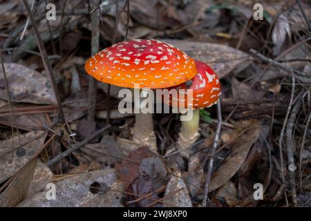 Un paio di funghi maculati bianchi, Amanita muscaria, riconosciuti anche come mosca agarica o mosca amanita. Foto Stock