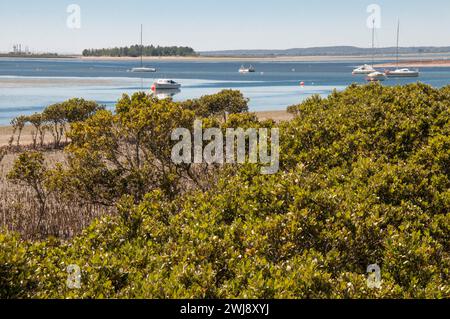 Palude di mangrovie maree a Hastings, Penisola di Mornington, Victoria, Australia Foto Stock