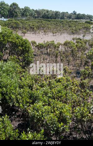 Palude di mangrovie maree a Hastings, Penisola di Mornington, Victoria, Australia Foto Stock