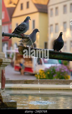 Piccioni sulla piazza del mercato Fontana Rothenburg ob der Tauber verticale Germania. I piccioni si trovano sulla fontana della piazza del mercato a Rothenburg ob Foto Stock