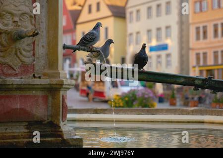 Piccioni sulla piazza del mercato Fontana Rothenburg ob der Tauber Germania. I piccioni si trovano sulla fontana della piazza del mercato a Rothenburg ob der Tauber Foto Stock