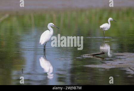 Il piccolo Egret in un lago. Little egret è una specie di piccolo aironi della famiglia degli Ardeidae. Questa foto è stata scattata dal Bangladesh. Foto Stock