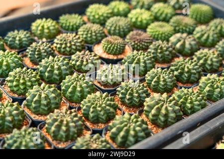 Piccoli vasi verdi colorati Gymnocalycium variegati in crescita per la vendita nel mercato delle piante all'aperto. Foto Stock