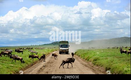 GNU e Zebre nel Parco Nazionale del Serengeti in Tanzania. Foto Stock