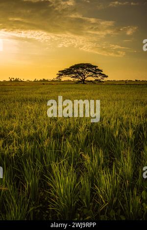 Solitudine in mezzo alla serenità: Lone Tree in the Golden Rice Fields of Kuala sala, Kedah Foto Stock