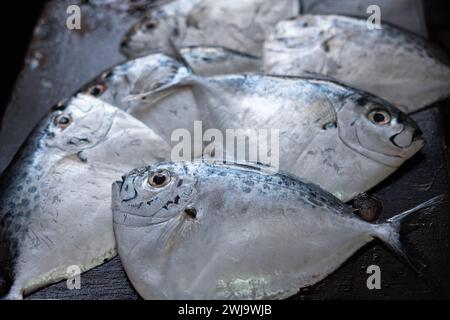 Pesce luna fresco al mercato del pesce. Pesce luna rasoio, mene maculata. Concentrazione selettiva, nessuno Foto Stock