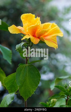 Hibiscus rosa-sinensis Königer, ibisco tropicale in oro giallo e rosso. Foto Stock