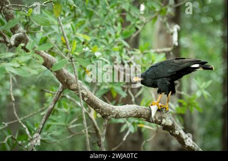 Falco nero comune (Buteogallus anthracinus) che si nutre di un pesce, Costa Rica Foto Stock