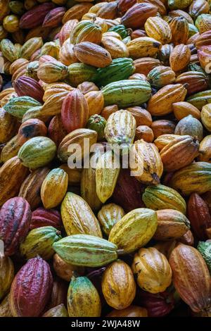 Una vibrante collezione di cialde di cacao in varie fasi di maturazione da Roca Diogo Vaz, che mostrano la diversità naturale del cacao. Foto Stock