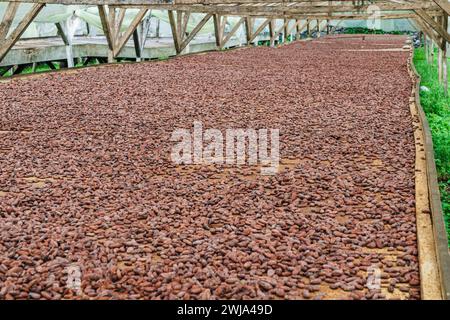 I semi di cacao essiccati al sole si diffondono su un'ampia superficie in una piantagione di cioccolato a Rocca Diogo Vaz. Foto Stock