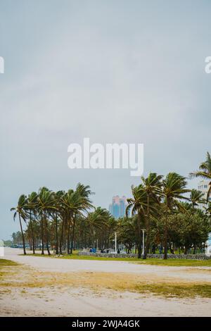 Tranquilla scena a Miami Beach, Florida, con una spiaggia sabbiosa costeggiata da palme ed edifici cittadini in lontananza sotto un cielo morbido. Foto Stock