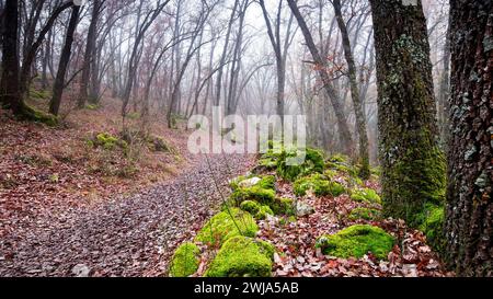 Una tranquilla foresta di querce nebbiose con lussureggianti pietre ricoperte di muschio verde e un tappeto di foglie cadute. Foto Stock