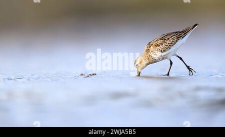 Primo piano di un sanpiper tridattilo che si sta nutrendo sulla costa durante un passaggio migratorio nelle Asturie, mostrando la fauna selvatica in natura Foto Stock