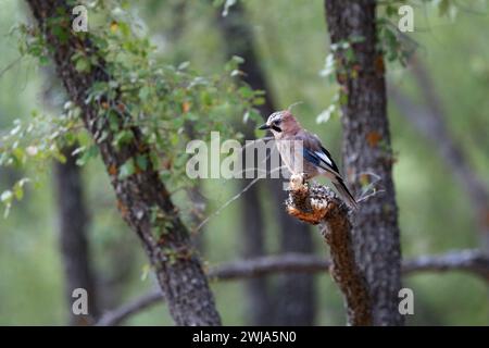Un solitario eurasiatico jay Garrulus glandarius noto come siede su un ramo muschiato in mezzo a fogliame verde in un tranquillo ambiente boschivo, mostrando il suo distinto Foto Stock