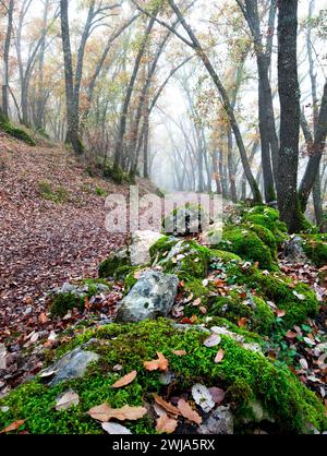 Un sentiero nebbioso si snoda attraverso una foresta mediterranea, con rocce coperte di muschio e foglie cadute Foto Stock