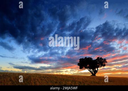 Un tramonto vibrante con nuvole ardenti crea uno sfondo drammatico per la sagoma di un albero solitario in un campo aperto. Foto Stock