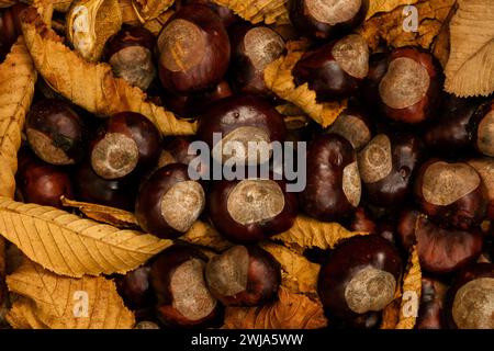 Primo piano di castagne marroni lucide sparse tra foglie autunnali gialle, catturate dall'alto. Foto Stock