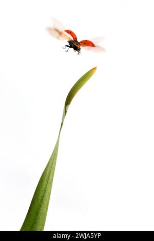 Un'immagine dinamica che cattura un coccinello a 7 macchie durante il volo, le ali sfocate dal movimento, mentre decolla dall'apice di una foglia verde, contro cui è ambientata Foto Stock