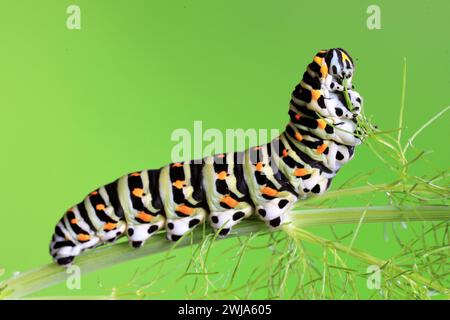 Un machaon Papilio, noto come larva della farfalla della coda di rondine, è mostrato in modo particolare su uno sfondo verde lime, con il suo distintivo Foto Stock