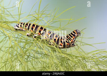 Un vivace macchinario Papilio caterpillar poggia sulla cima di uno stelo circondato da fronde verdi morbide, su uno sfondo blu e verde sfumato Foto Stock