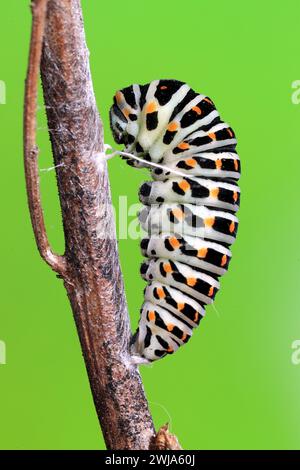 Un macchinario Papilio caterpillar si snoda attorno a un ramoscello, mostrando i suoi vivaci segni neri, bianchi e arancioni su uno sfondo verde brillante Foto Stock