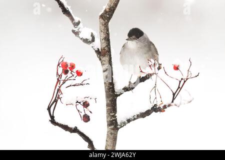 Uno Junco dagli occhi scuri, arroccato su un ramo innevato con vivaci bacche rosse, offre un contrasto sorprendente in una scena invernale Foto Stock