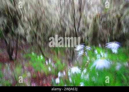 Un'immagine astratta e sfocata in movimento che cattura l'energia dinamica di una foresta di laurisilva con un fogliame verde vivace e accenni di colore floreale in la Gomer Foto Stock