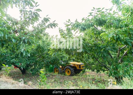 Trattore agricolo in frutteto per il trasporto di ciliegi crudi raccolti da parte dei lavoratori agricoli Foto Stock