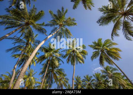Palme verdi contro il cielo blu e nuvole bianche. Foresta tropicale nella giungla con cielo azzurro luminoso, banner naturalistico panoramico. Paesaggio naturale idilliaco, l Foto Stock