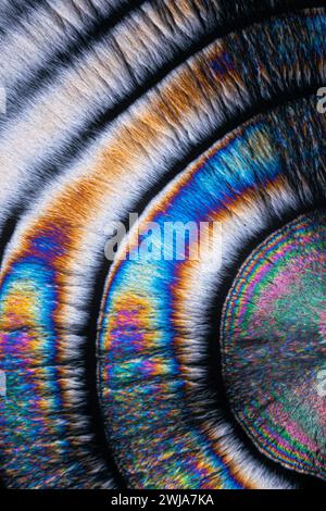 Un'immagine ravvicinata che mostra l'incredibile iridescenza delle strutture microcristalline, i vivaci blu, le arance e i viola si fondono per creare un mesmeriz Foto Stock