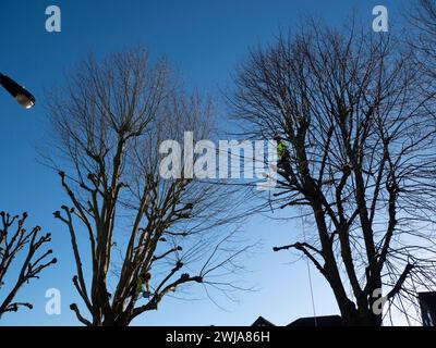 Chirurghi, pollarding, potatura di alberi in North London Street nel Regno Unito Foto Stock