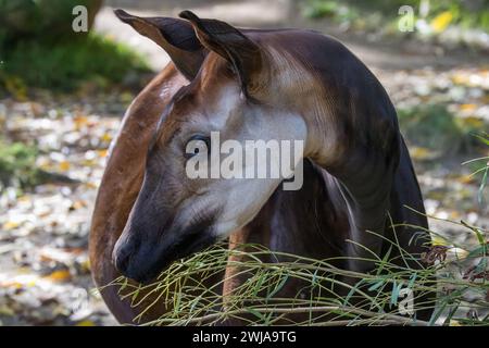 Un primo piano di un okapi che si nutre di foglie fresche Foto Stock