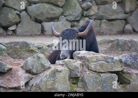 Yak riposa dietro le rocce con grandi corna e pelliccia scura su uno sfondo di parete in pietra. Foto Stock