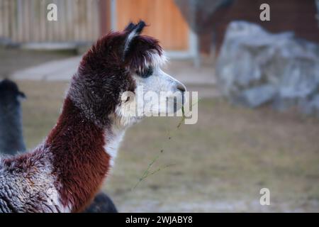 Alpaca con pelliccia bianca e marrone che mangia erba, vista profilo, con sfondo sfocato. Foto Stock