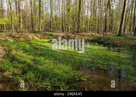 Laghetto naturale in una foresta in primavera, acque superficiali dopo periodi di pioggia, Eawy Forest, nel Pays de Bray, una regione naturale nel nord della Francia Foto Stock