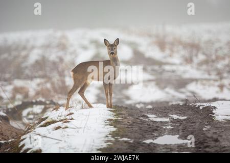 Un solo capriolo in piedi su una strada sterrata in un giorno d'inverno Foto Stock