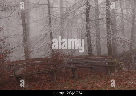 Rauhreif und Nebel im Wald Foto Stock