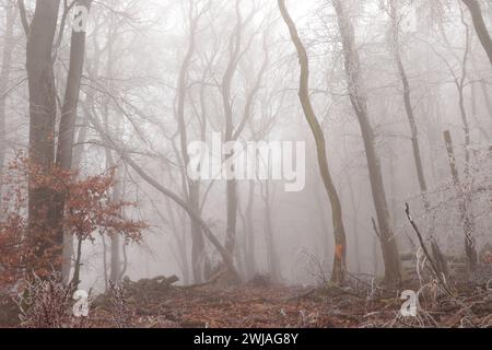 Rauhreif und Nebel im Wald Foto Stock
