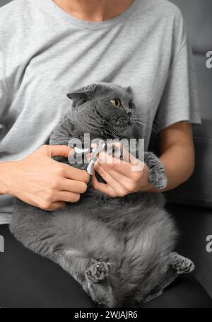 Rifinitura chiodi Cat. Il veterinario taglia le unghie di un gatto di razza britannica. Cura degli animali domestici. La ragazza taglia gli artigli di un gatto grigio primo piano. Un attrezzo per tagli Foto Stock