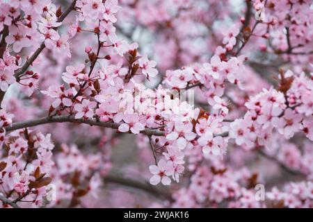 Rami di prugne Pissardi ornamentali in fiore cosparse di fiori rosa. Sfondo floreale primaverile. Primo piano sulle prugne in fiore. Prugna rossa e nera. Foto Stock