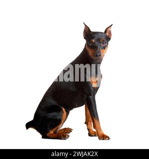 Splendido pinscher in miniatura con orecchie e coda ritagliate si trova su uno sfondo bianco e guarda la fotocamera. mini doberman, zwergpinscher Foto Stock