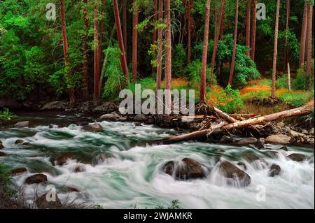 il torrente della foresta scorre attraverso alberi lussureggianti e massi muschiati nel Kings Canyon, CA Foto Stock