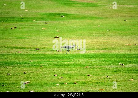 Il curlew eurasiatico (Numenius arquata) svernano sul prato della città di Yas Island Abu Dhabi Foto Stock