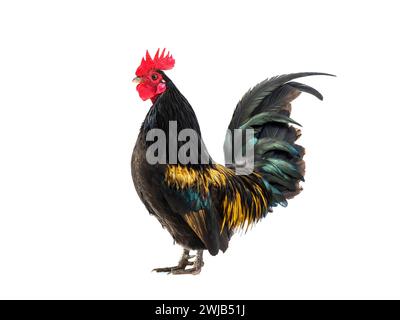 rooster nero - arancione isolato su sfondo bianco Foto Stock